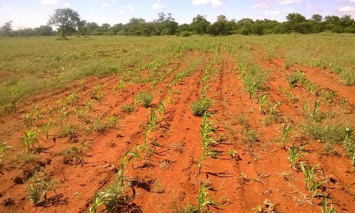 UN report flags rising food insecurity across three continents