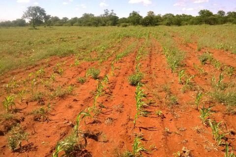 UN report flags rising food insecurity across three continents