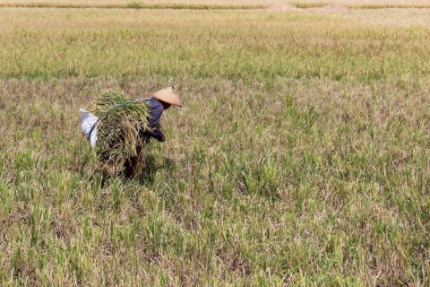 Rethinking how we measure a ‘good’ harvest season